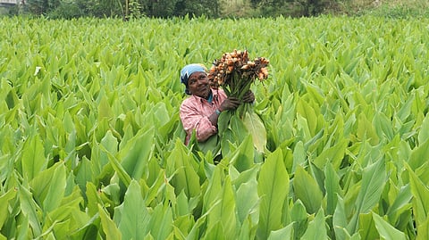 Turmeric farmer