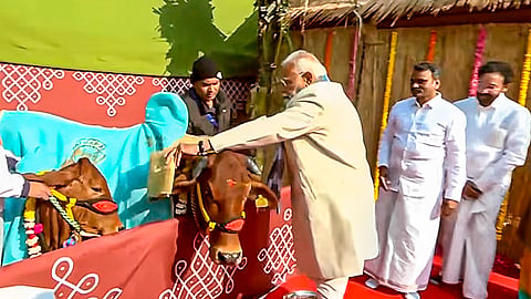 Prime Minister Narendra Modi and others during the 'Pongal' festival celebration at Union Minister of State for Parliamentary Affairs L Murugan's residence, in New Delhi.