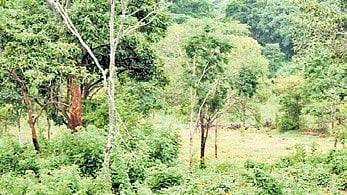 A world-class museum was proposed at this site in the 490-acre Roerich and Devika Rani Estate.