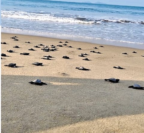 olive ridley