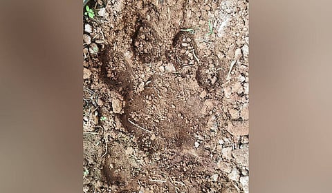 Residents of the district have been on high alert after the recent tiger footprints and attacks on cattle in the forests of Eluru district.