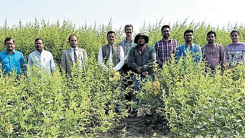 ICRISAT