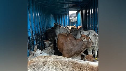 cattle smuggling