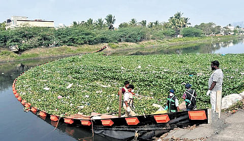 Water hyacinth and plastic waste accumulated at the trash barrier installed in the Buckingham Canal at Vettuvankeni.