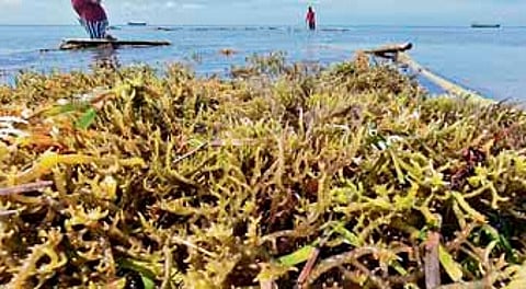The expo will be a global platform for collaboration and technology exchange, with a focus on advancing sustainable development in India’s seaweed sector.