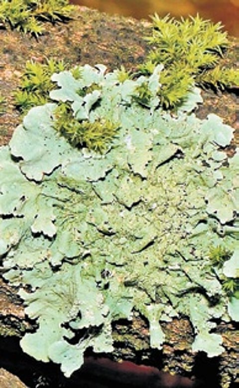 So far, 148 species of lichens have been identified from Similipal National Park, the first such achievement in the state.