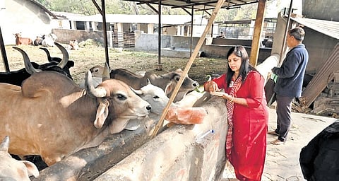 Rakhi working for animal welfare under her NGO Helping Hand