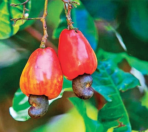 As per estimates for 2024-25, cashew was cultivated across 1,36,364 hectares, coconut across 1,08,483 hectares, and cocoa across 35,261 hectares in Andhra Pradesh