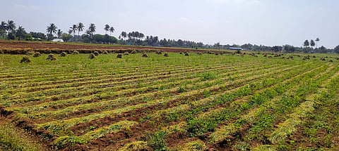 Farmers in Perambalur district cultivated shallots on nearly 5,000 hectares in the season beginning September last year