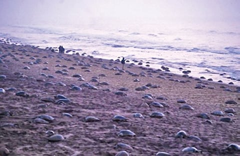 Odisha is home to world’s largest rookery of the Olive Ridley turtles and the announcement brought cheer as such trails are expected to boost eco-tourism, promote conservation and create livelihood for the community.
