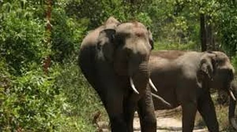 Two farmers were killed in separate incidents of elephant attacks in Dhenkanal forest division in the last two days.