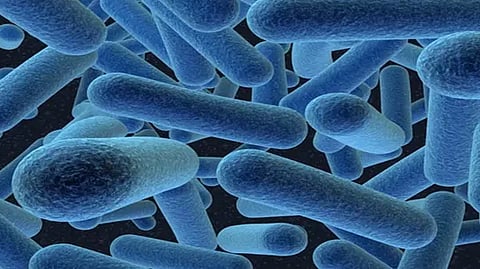 Bacillus Subtilis