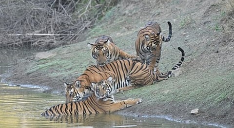 Satkosia Tiger Reserve.