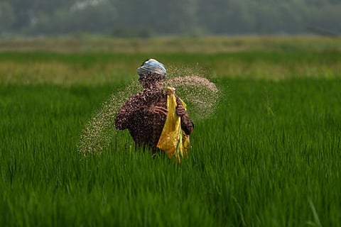 A farmer sprays urea in his field