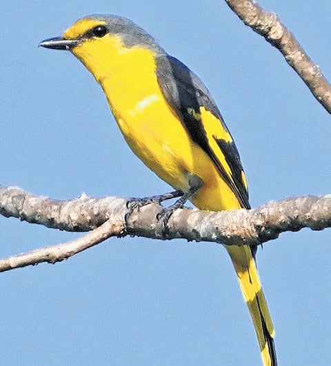 Orange minivet (female)