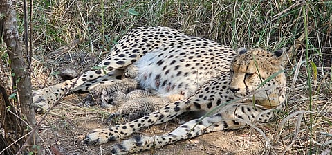 Total cheetah count in India surges to 38, of which 27 are Indian-born cubs.