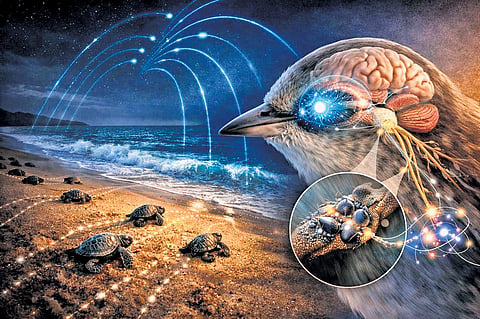 Geographically, India sits astride the Central Asian Flyway, one of Earth’s busiest avian highways, funneling millions of globetrotters overhead each season. Yet studies on magnetic navigation in the subcontinent are limited.