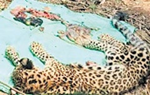 The carcass of the leopard cub was found near Bajrakote village.