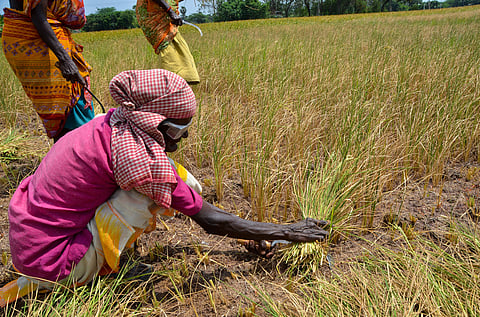 The ongoing drought has shattered hopes, leaving crop damaged and pushing farmers into a financial crisis.