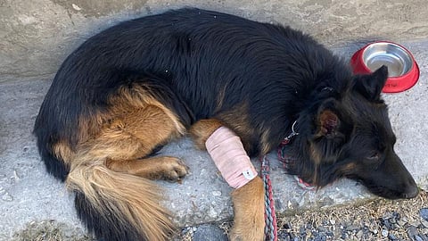 Despite being shot in the leg, Tyson continued to advance, allowing soldiers to accurately pin down the hideout.