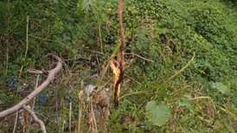 Farmers using rope lit with fire to chase Indian gaurs in Dindigul district