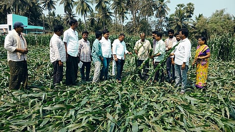 District Agriculture Officer Sheikh Habib Pasha, along with a team of agricultural officers, visited the affected villages and inspected the damaged crops.