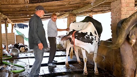 At 63, Deepak Patel has achieved what experts once thought nearly impossible: an 80 percent artificial insemination (AI) conception rate in cattle the highest recorded in the country.