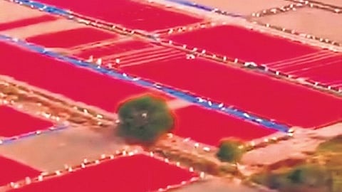 Mahindra suggested that the natural vibrancy of the fields could be harnessed for innovative agri-tourism, proposing hot-air balloon rides and a dedicated harvest festival.