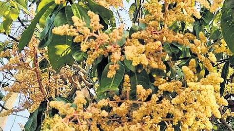 mango