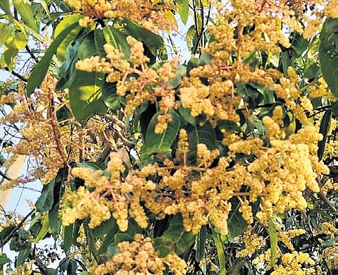 Totapuri mangoes