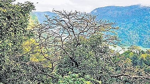 Sharavathi Valley.