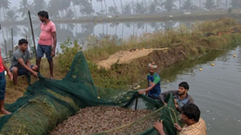 Godavari districts aquaculture farmers
