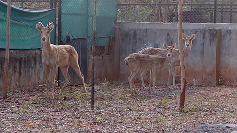 New arrivals at Indira Gandhi Zoological Park in Visakhapatnam as part of the animal exchange programme with Nandankanan Zoo on Wednesday.