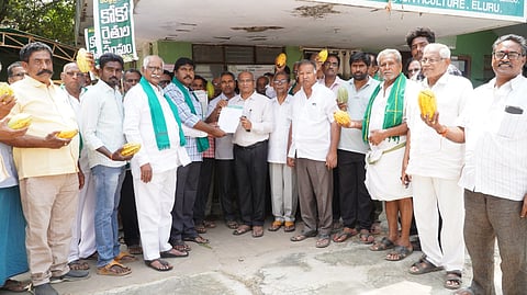 Cocoa farmers protest with cocoa pods at the Eluru, Collectorate demanding fair prices for cocoa beans.