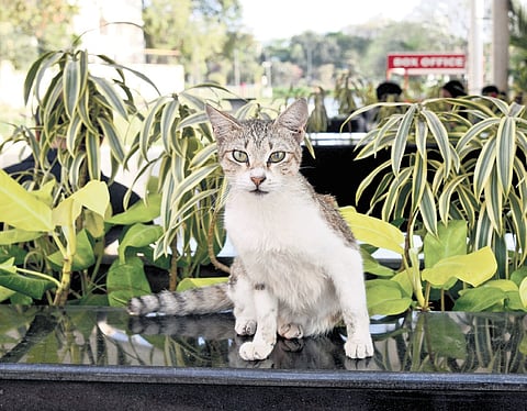 The visitors said the park authorities are turning a blind eye to their complaints regarding the stray cat menace
| Martin Louis