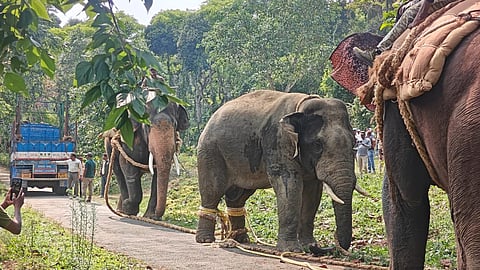 The captured elephant being shifted onto a truck with the help of tamed elephants.