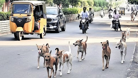 Official data shows nearly 40,000 dog bite cases have been reported in NTR district, with over 70 percent occurring in Vijayawada.