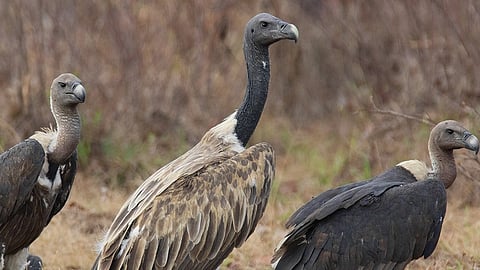 Captive-bred vultures