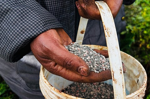 Elizabeth Wangua applies fertilizer to her land in Limuru, Kenya Wednesday, March 25, 2026.