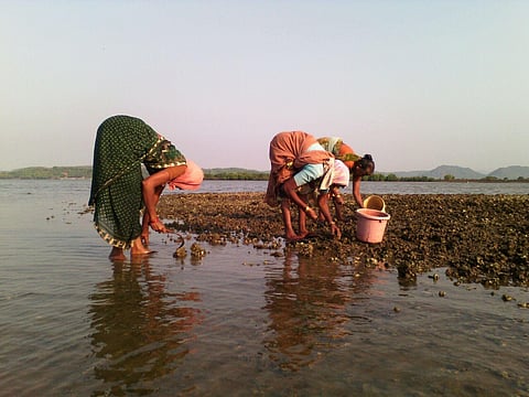 Aghanashini estuary is important not just for its ecological value but also for its economic value. A unique variety of rice, Kagga, is grown here by farmers and fishermen.