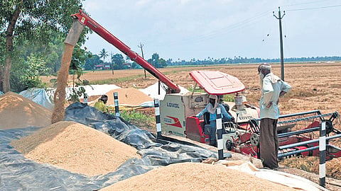 Ramachandran looking at the harvesting machine unloading paddy at Garudakari polder in Ramankari, Kuttanad