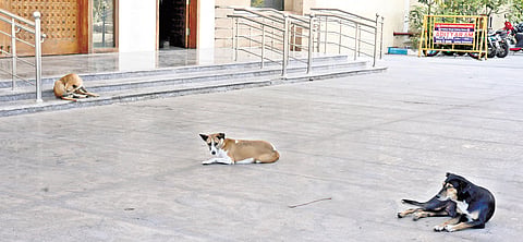 Stray dogs at Kalaignar centenary super speciality hospital at Guindy