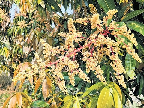 Spread across nearly 1.16 lakh hectares, mango cultivation in the district has been severely impacted, with experts estimating overall crop damage between 50% and 60%.