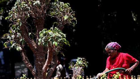 An employee of the Horticulture Department waters plants at Cubbon Park -