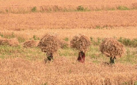 The move aims to ensure that a larger number of farmers benefit from MSP, the government’s assured price mechanism for agricultural produce.