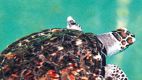 Representational image of the hawksbill turtle species