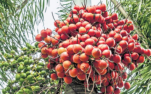 The decline in yields has meant that production has not kept pace with the rapid expansion in cultivation.