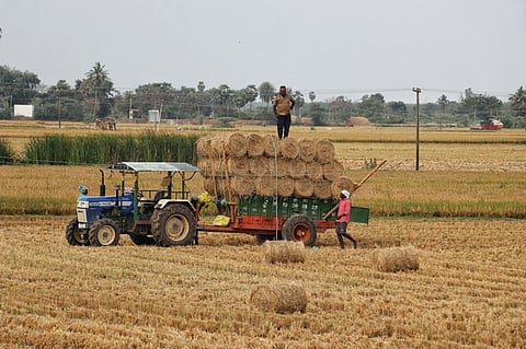 PONDICHERRY: UNUSED STANDALONE: Farm workers load and stack rolled paddy straw onto a tractor trailer in a harvested paddy field on the outskirts of P