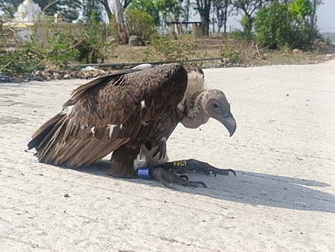 A white rumped vulture that was tagged in Maharashtra in 2025, landed in Moyar Valley near Poothanatham in Mudumalai Tiger