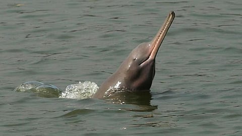 The shift is leading dolphin populations to shift their hotspot downstream, toward the confluence with the Yamuna River.